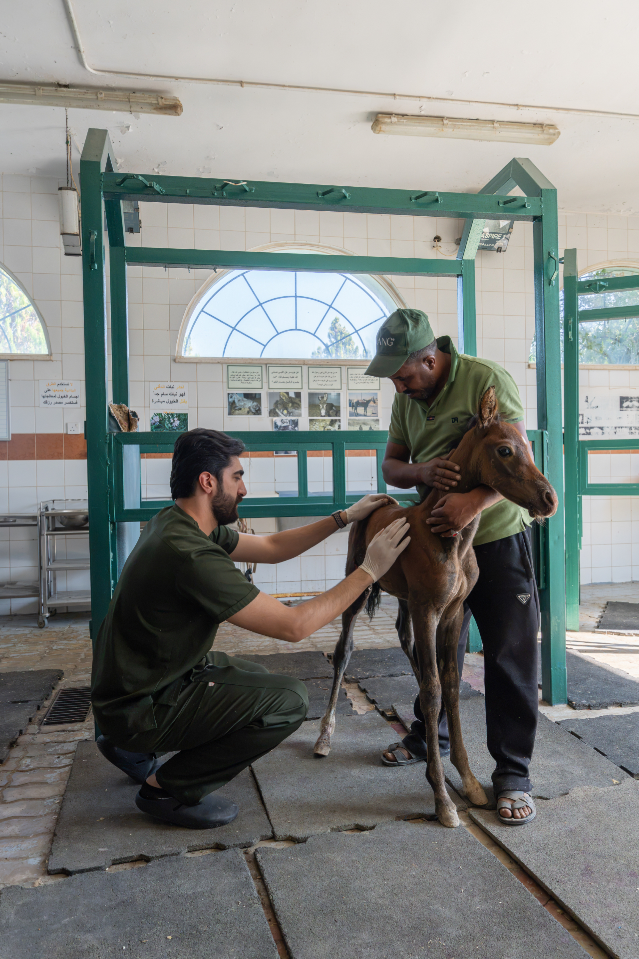 Our vet examining a young foal in the equine treatment area