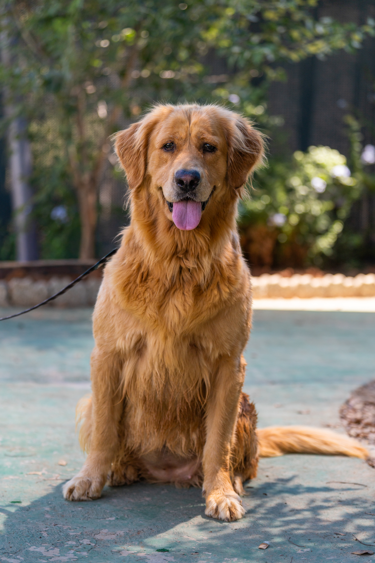 Meet Copper, one of our long-term residents. Your donation will keep him fed and healthy until we are able to find him a forever home.