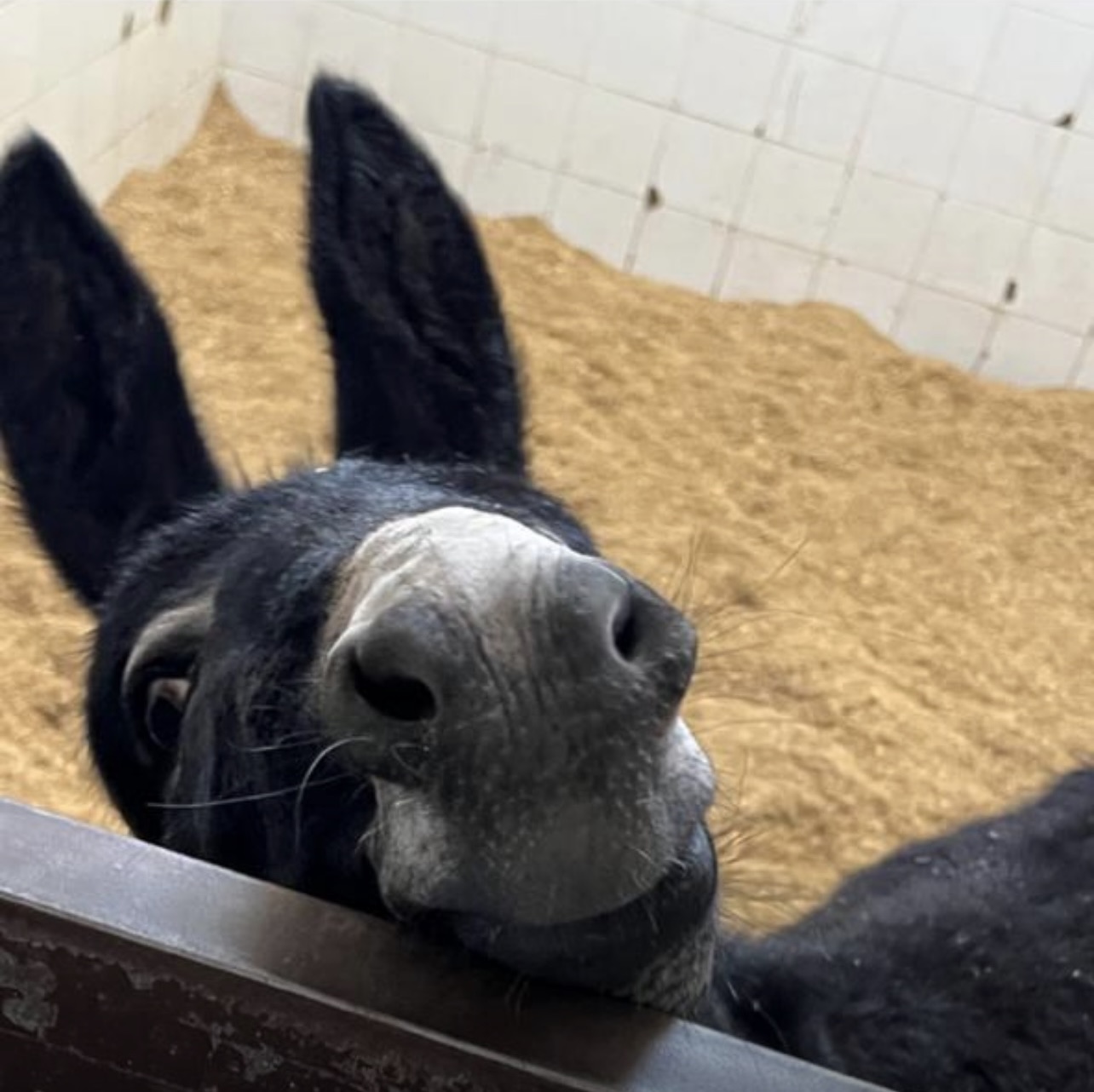 Sinbad, one of our cheeky residents