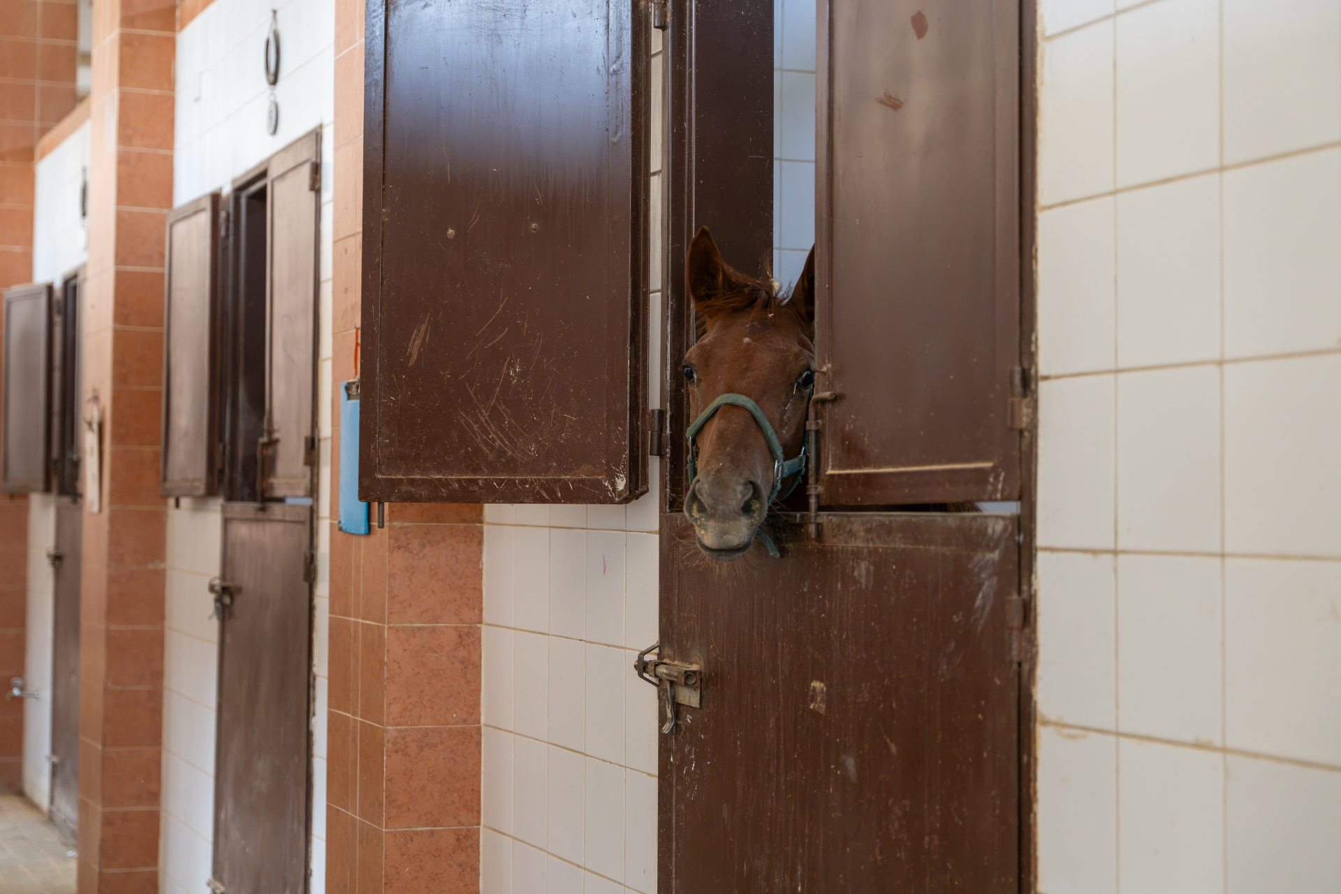 A horse looking out from its stable