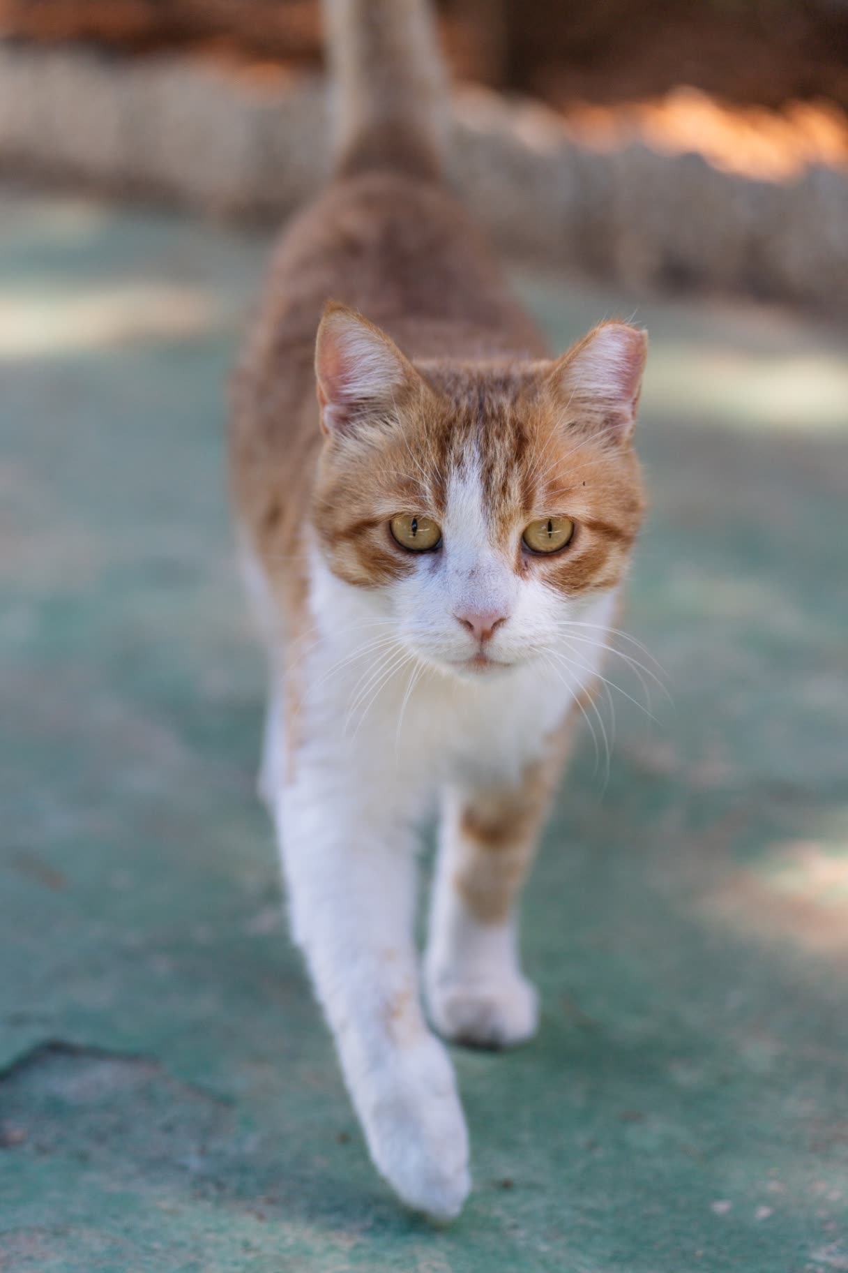 Simba — Community cat · Young
