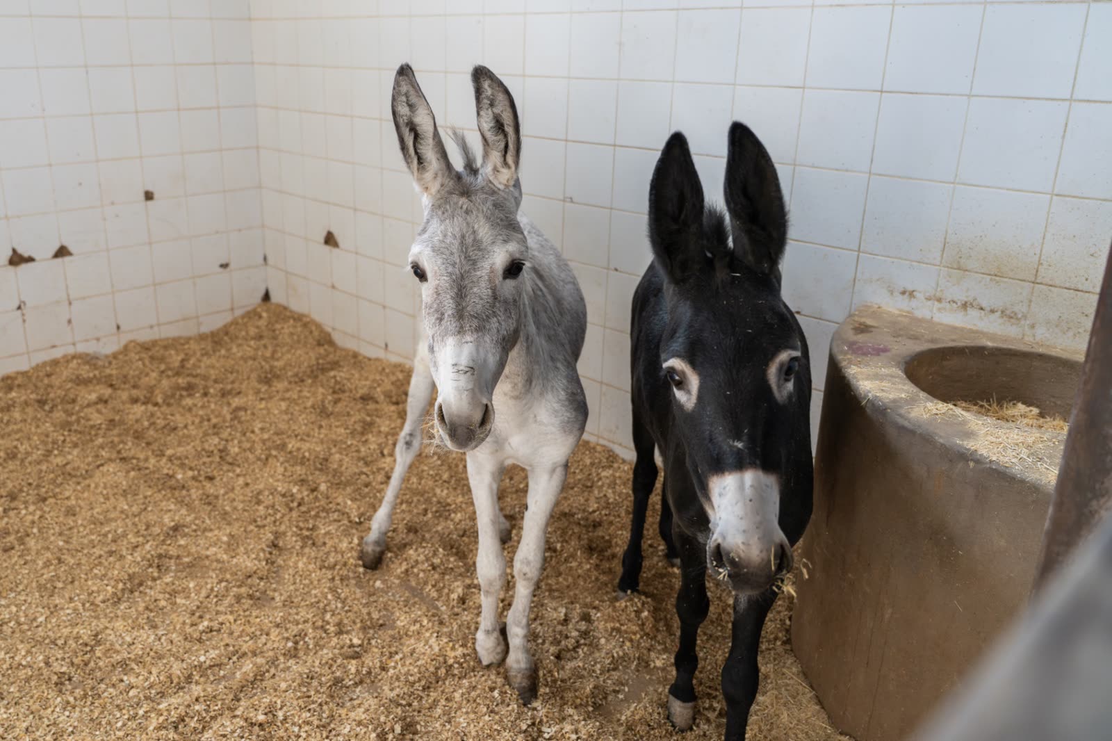 Working donkeys resting in their stall