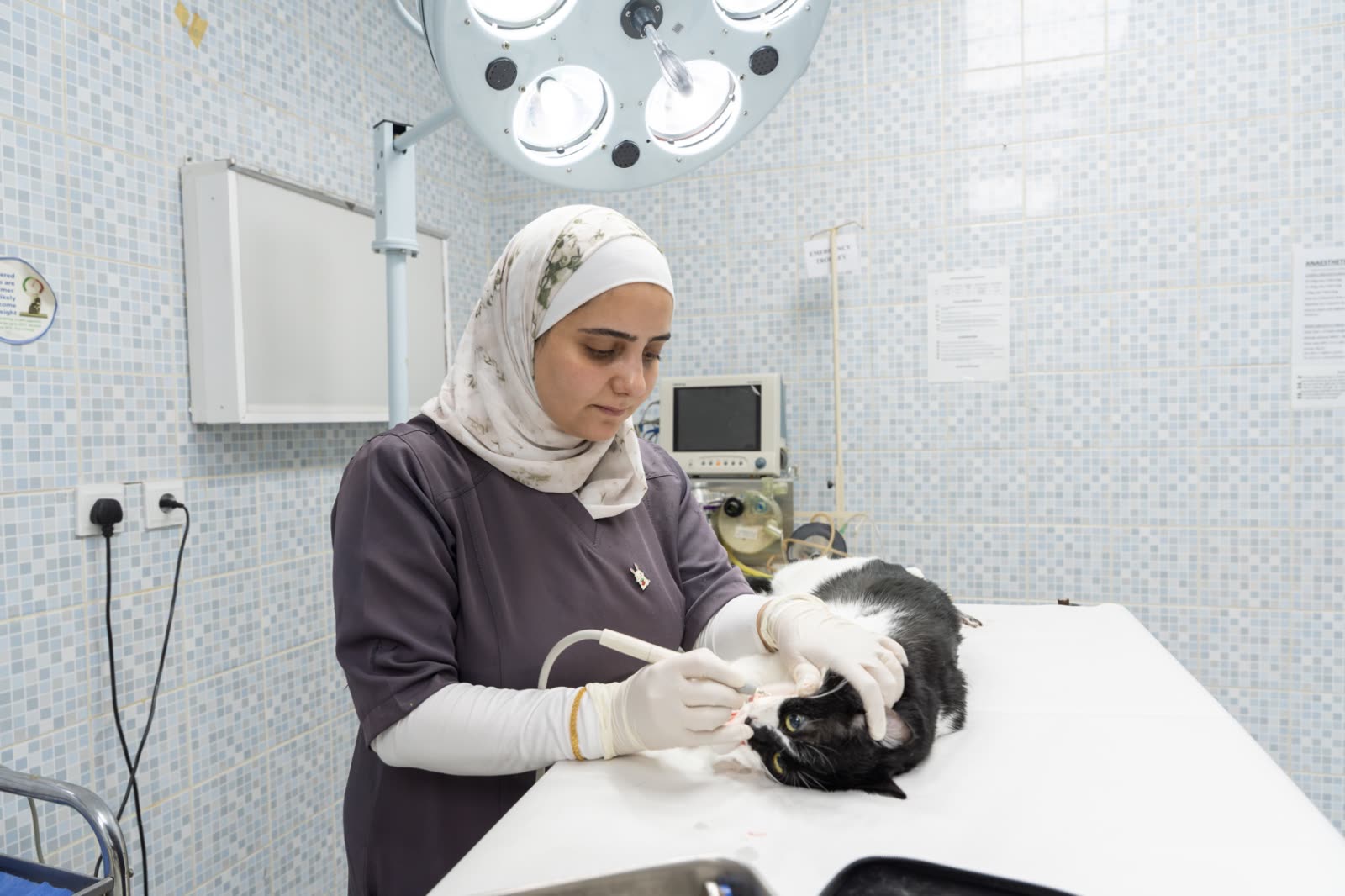 Veterinary care